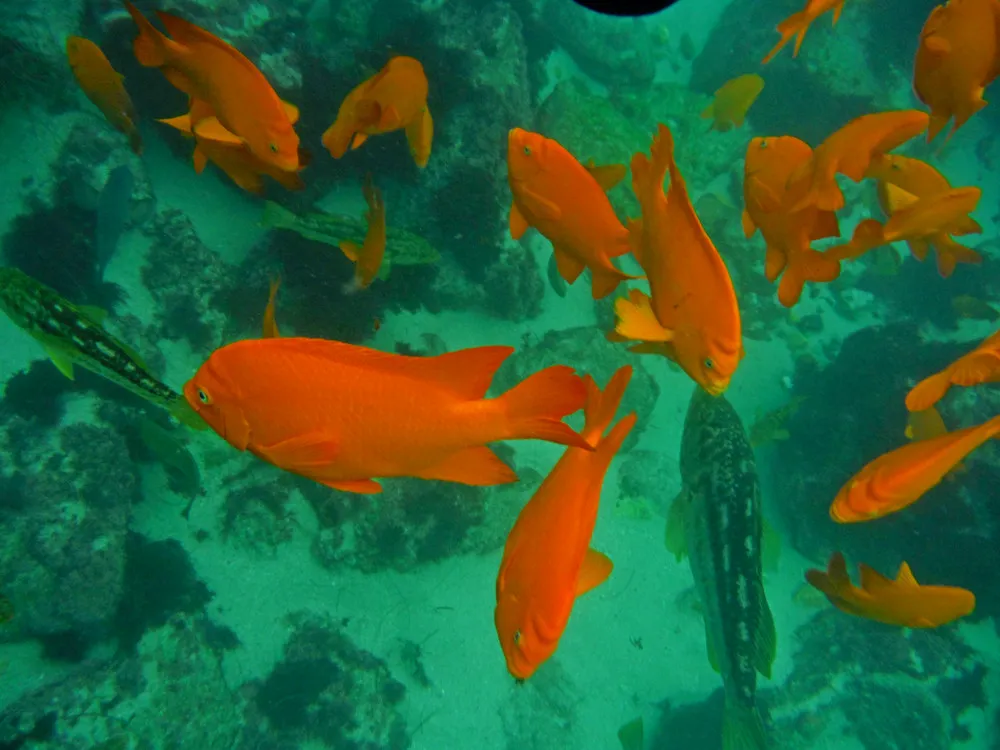 A school of bright orange garibaldi over the reef while snorkeling at La Jolla Cove, San Diego