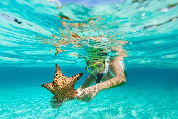 A snorkeler in clear water inspecting a starfish while snorkeling in La Jolla