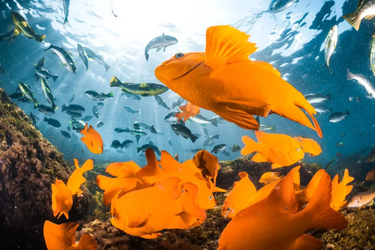 Bright orange garibaldi schooling over rocky reef in the La Jolla Underwater Park near San Diego